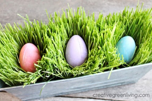 how to grow easter grass fast!.jpg